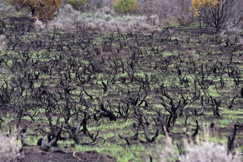 A field of burned sagebrush is seen with small green sprouts starting to grow 