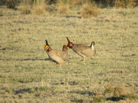 Image of 2 lesser prairie chickens on a field