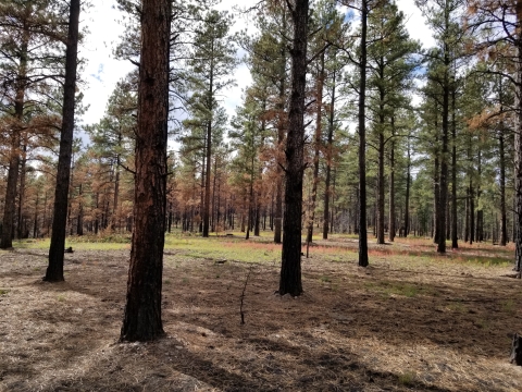 Image of a forest fire 