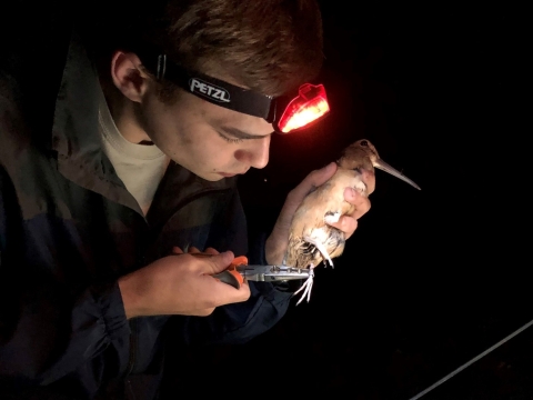 Conservation professional banding an American woodcock 