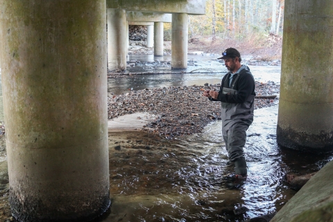 Lone biologists standing in a stream beneath a highway bridge, holding a container in his hand.