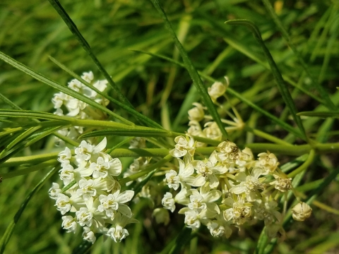Whorled milkweed in bloom