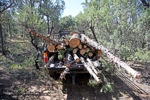 The trunk of a pickup truck loaded with logs