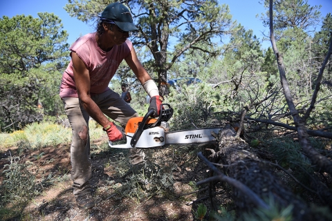 Image of a person with a chainsaw cutting a felled tree