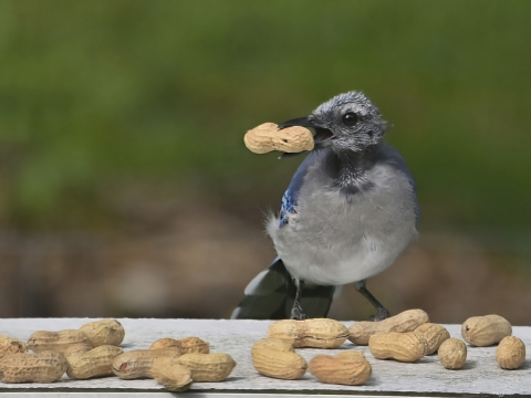 A close up of a blue jay with a peanut in the shell in it's beak. The blue jay is facing the camera straight on, with it's head turned to the right and has tiny new feathers coming in on it's head, otherwise it looks pretty bald. It's perched on a deck railing with many peanuts in front of it, with a blurred green background.