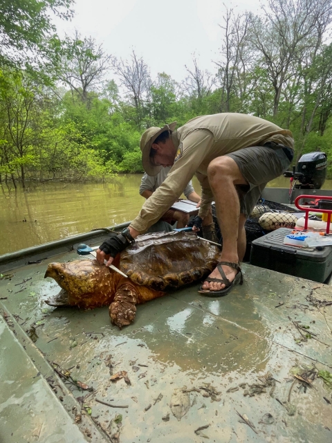 Fish and Wildlife Biologist Luke Pearson measures a large, 107-pound male alligator snapping turtle April 17, 2024, at the Theodore Roosevelt National Wildlife Refuge Complex. (Photo by Dave Richardson, USFWS)