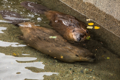 Two beavers, one a juvenile, swim in a decommissioned raceway