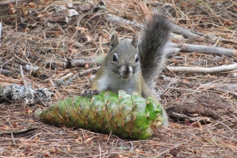 A squirrel with a pine cone