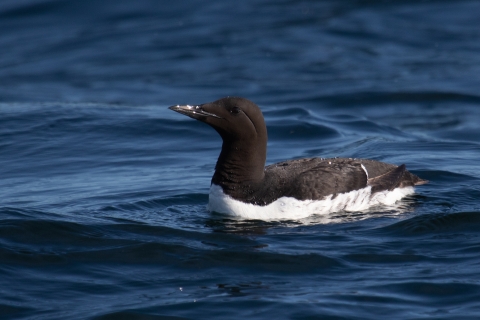 A black and white seabird floating on the ocean