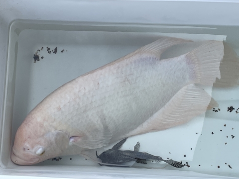 White fish with pink fins and a small fish with black and tan spots are in a cooler filled with water