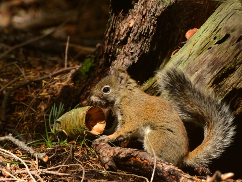 A brown, grey and white colored Mount Graham red squirrel sits facing a pine cone on the ground.