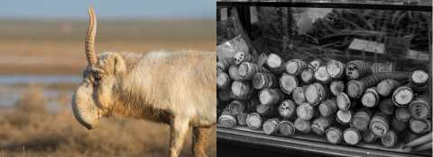 Two photos: on the left is a side profile shot of an adult saiga; on the right is a black and white image of cut saiga horns, some with inventory marks on some of them.