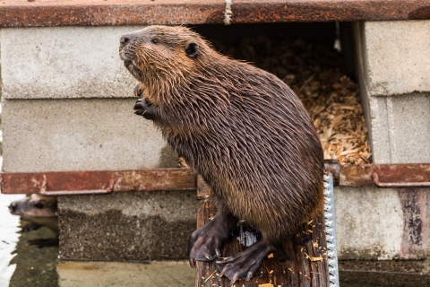 A beaver stands on the ramp to a beaver lodge looking around