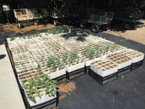 Plants in small planter pots 