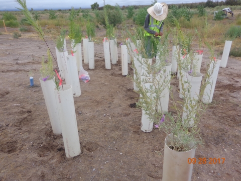 Tall cylindrical pots with plants and an individual inspecting them