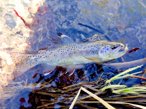 A fish about to get hooked on a fishing line