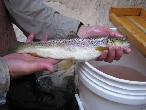 An individual holding a fish near a bucket