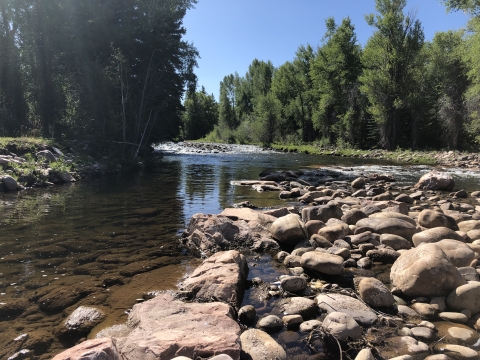 A river surrounded by trees