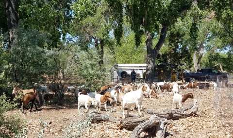 A goat stands on a felled tree with other goats standing nearby