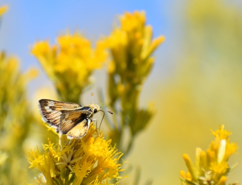 A small skipper sits atop yellow flowers