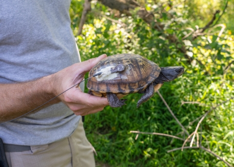 a turtle with a black and yellow shell with a radio transmitter glued to it is held by a white man in a gray t-shirt, with green foliage in the background