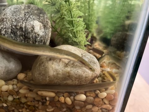 three American eels swimming at the corner of an Aquatic tank by rocks and plants