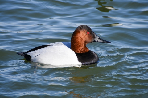 a duck with a brownish head and red eye, a white body and black breast swims in water