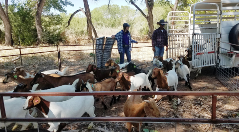 Goats being released in a fence by two individuals