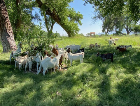 A herd of goats eating a tree