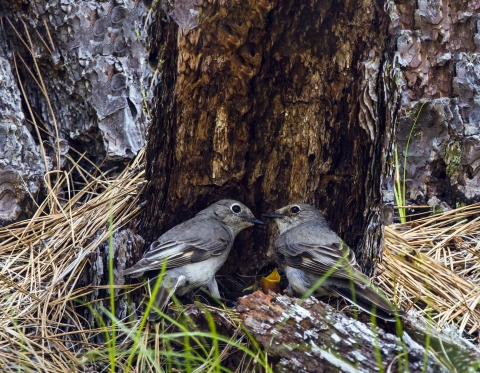 Townsend's Solitaires Feeding Young