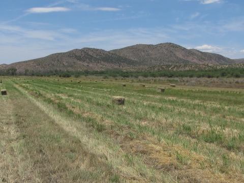 Hay bales in a grassy pasture