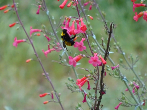 A bumblebee takes nectar from a red flower