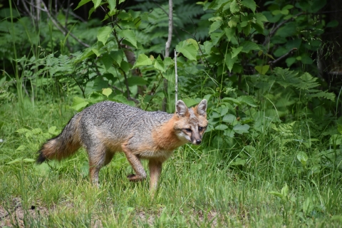 Gray fox