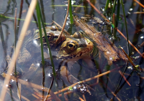 Two frogs in a pond