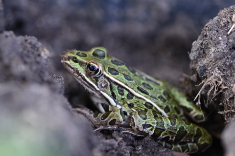 A northern leopard frog in the dirt