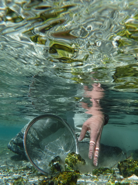 A person reaching under water with a net