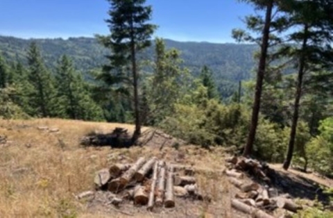 Slash pile in oak savannah where conifers are being removed