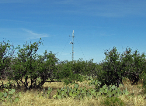 A field covered in shrubs and grasses with a cell tower in the background