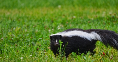 A striped skunk stands in a green field, looking to the side at the camera. Its black and white fur is easy to see against the bright plants around it. The skunk's tail is raised high, showing off the stripes on its back. The skunk's small paws rest on the lush ground.