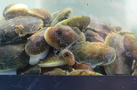 Tagged fatmucket mussels in a tank