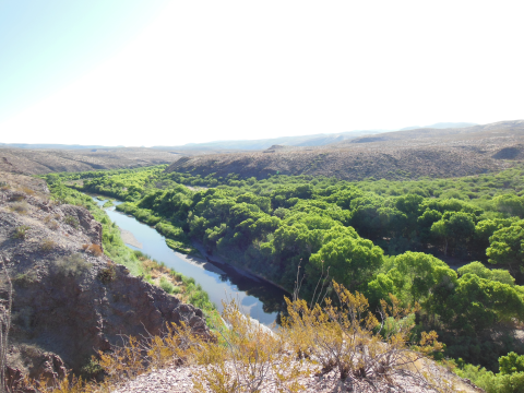 A river flowing beside a forest