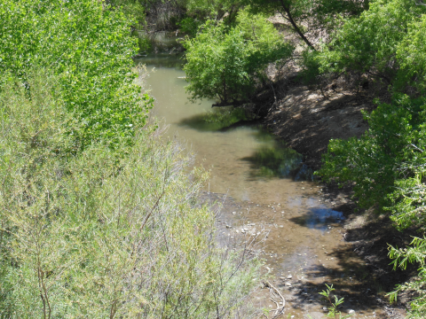 A river flowing in a forest