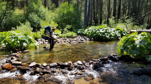 A staff member doing field work in a river