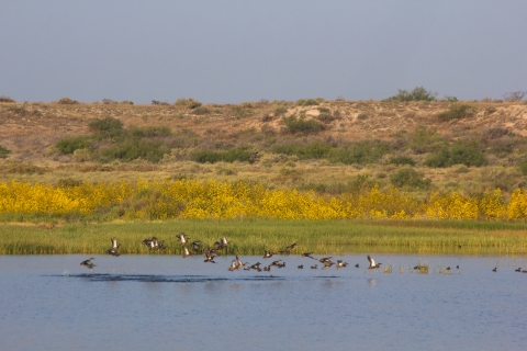 Birds flying over a lake
