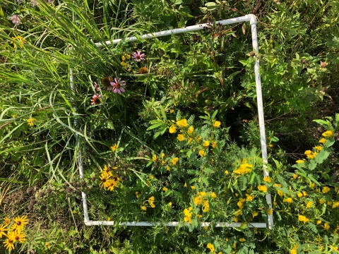 A square placed around a spot of wildflowers on a prairie