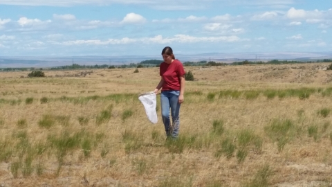 An individual searches a grassland with an insect net