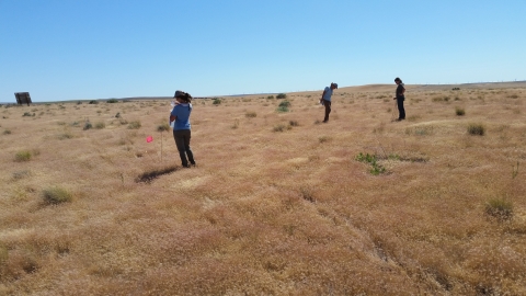 Three individuals stand in a grassland