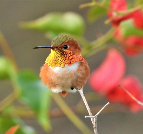 hummingbird sitting on a branch