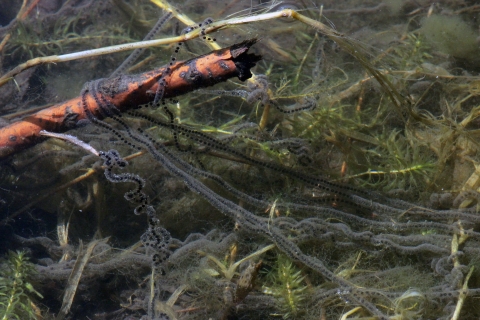 A close up of American toad egg in a stringy line formation and wrapping around vegetation in a wetland.