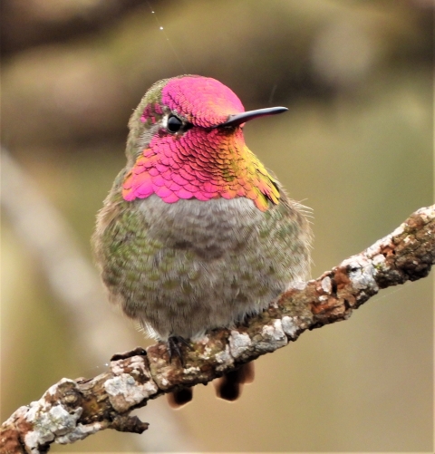 hummingbird with bright pink face sitting on a branch